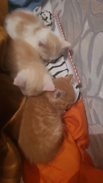 Отдам даром котят