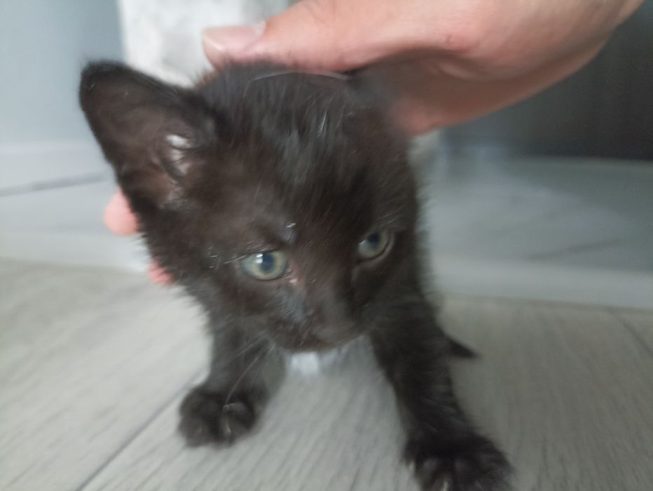 Котенок 2 месяца