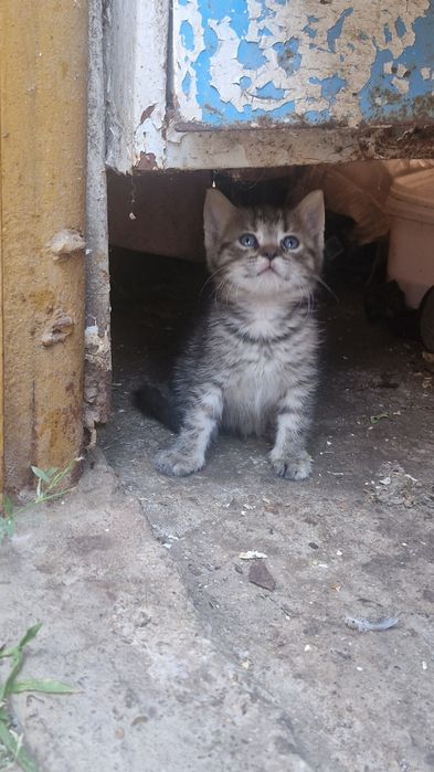 Pisicuți spre adopție