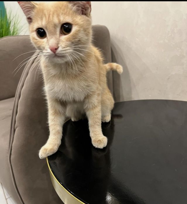 Котенок мальчик в добрые руки