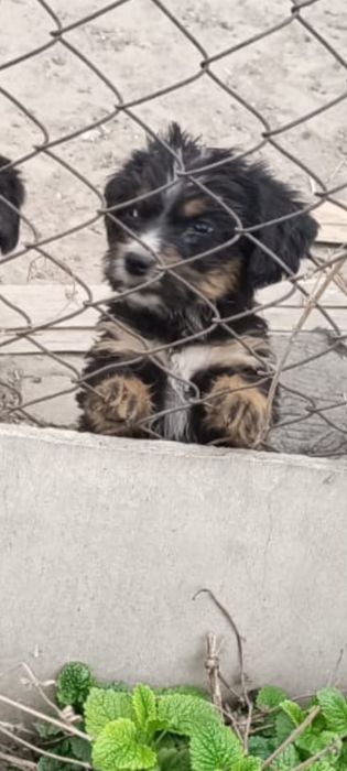 Отдам щенков в добрые руки