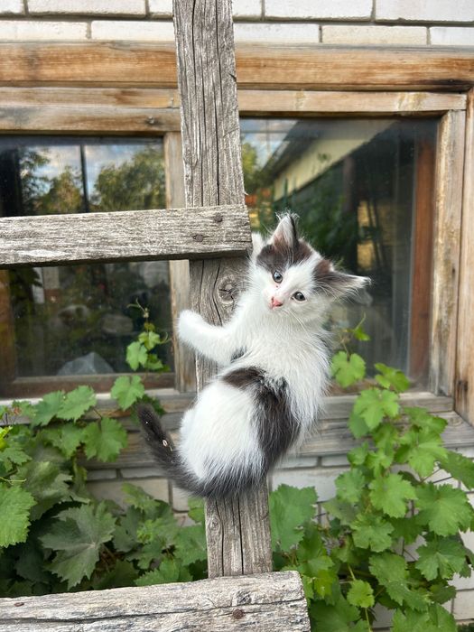 Отдам котенка в хорошие руки