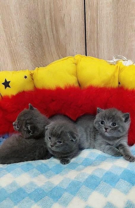 Toza qonli uy mushulchalari