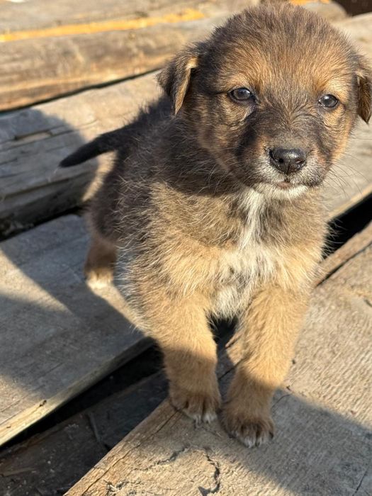 Щенки в добрые руки