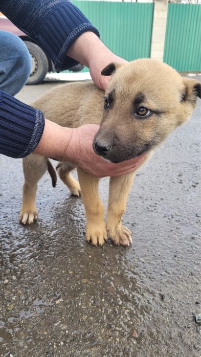 Отдам в добрые руки щенят