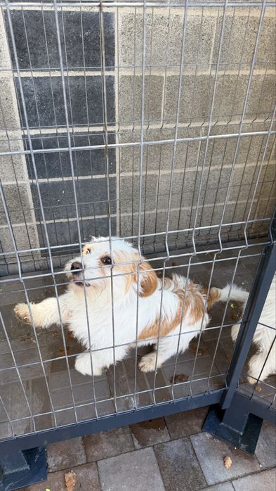 Spre adoptie 2 căței cu varsta de 11 luni