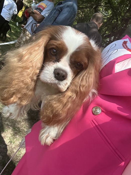 Продаются Щенки Кавалер Кинг Чарльз Спаниель