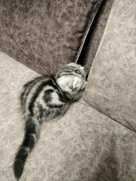 Котенок  Скоттиш фолд