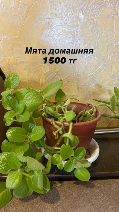 Продам комнатные цветы