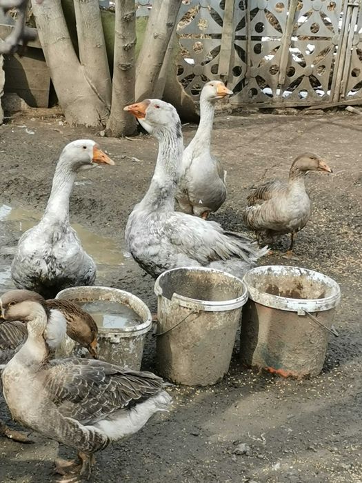 pasari ecologice de  vanzare =  gaste, rate, gaini