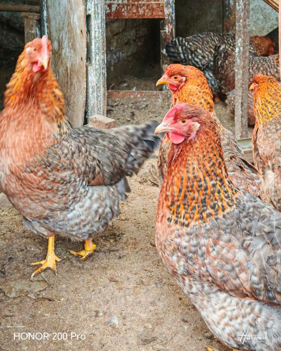 Оплодени яйца от Билефелдер