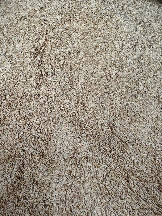 Ovăz producție 2025