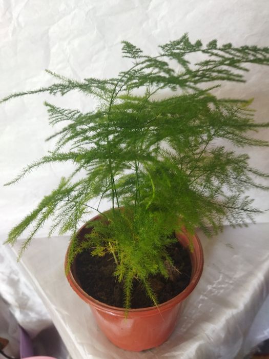 Комнатные цветы красивые