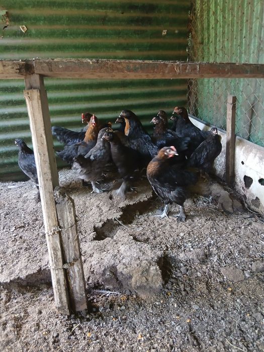 Pui Tineret, pita pinta asturiana, marans