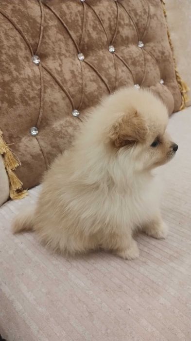 Продава порода немски шпиц