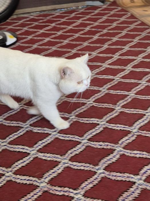 Белая британская короткошёрстная кошка