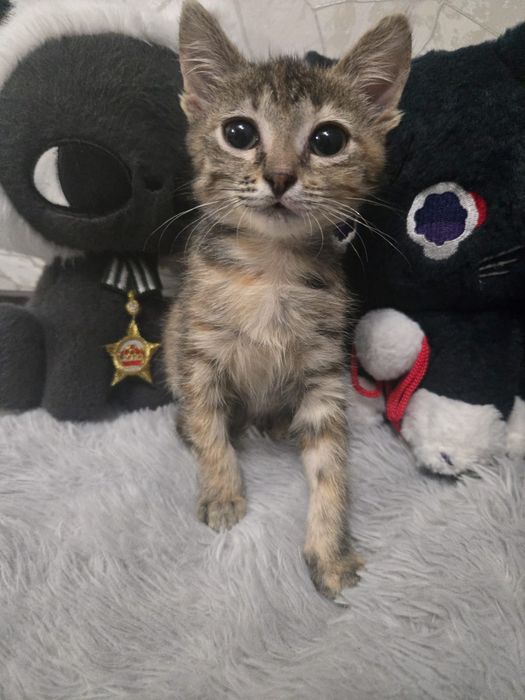 Очень красивые котята