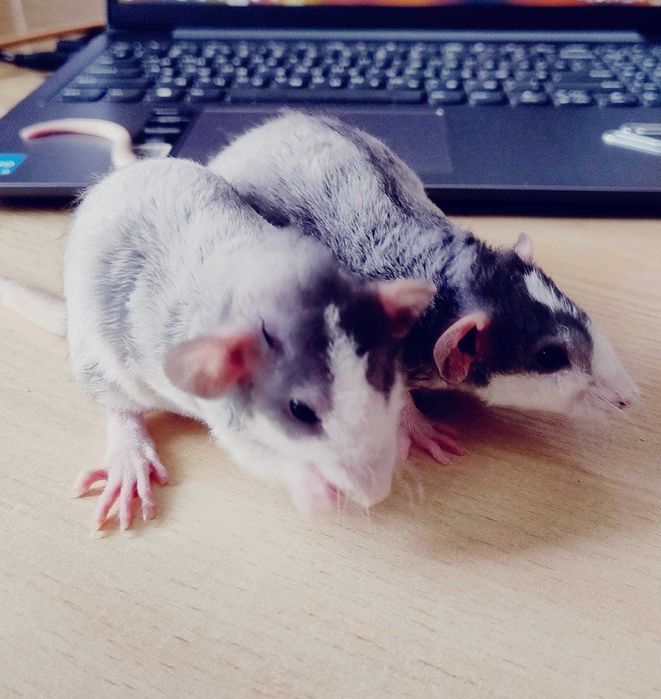 мальчики Крыс Корниш-Рекс