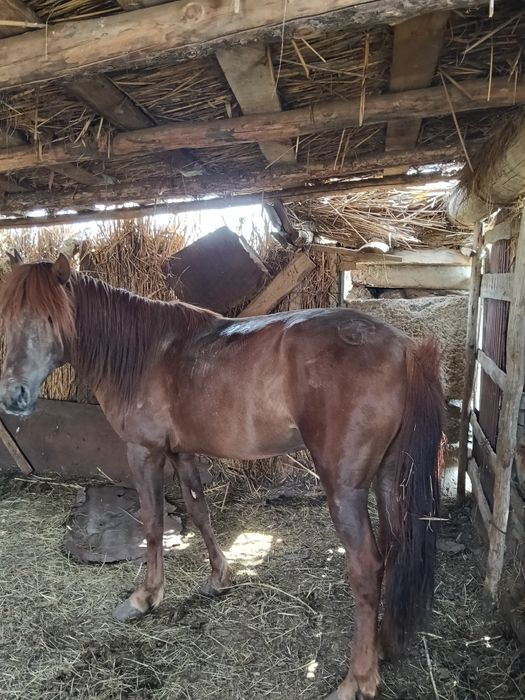 Продам лошадь 5 лет на корме стоит