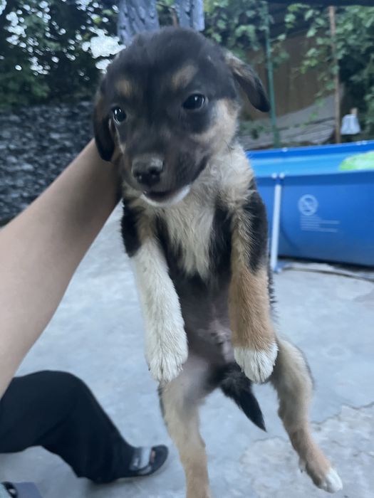 Продается  щенок