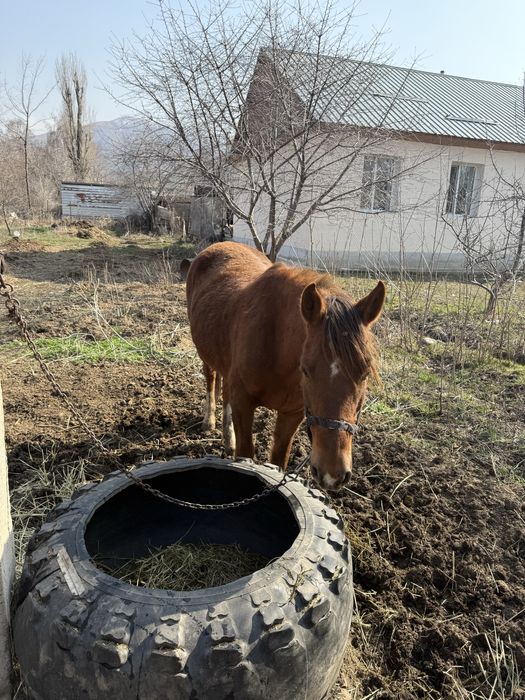 Продам Кобылу вмести с Жеребенком