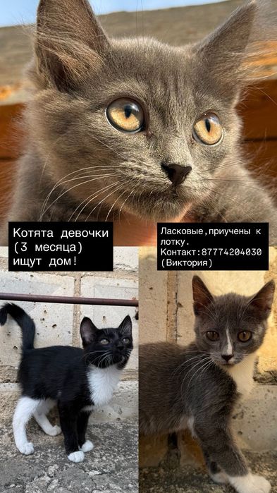 Девочки -красоточки!
