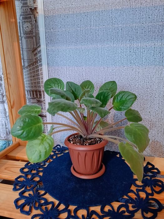 Поль Баньян цветы