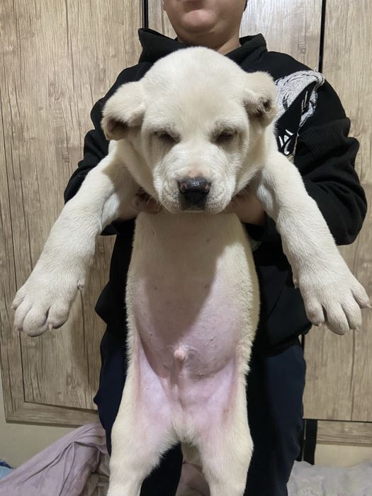 Продается шенок алабая