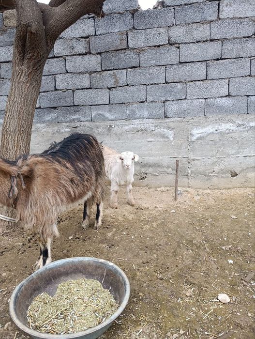Alpen Zanem zotli echki