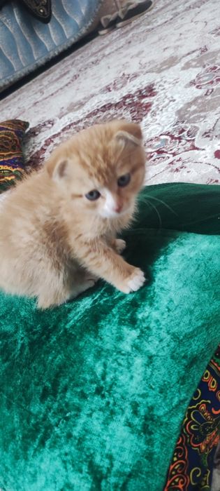 Продается котёнок