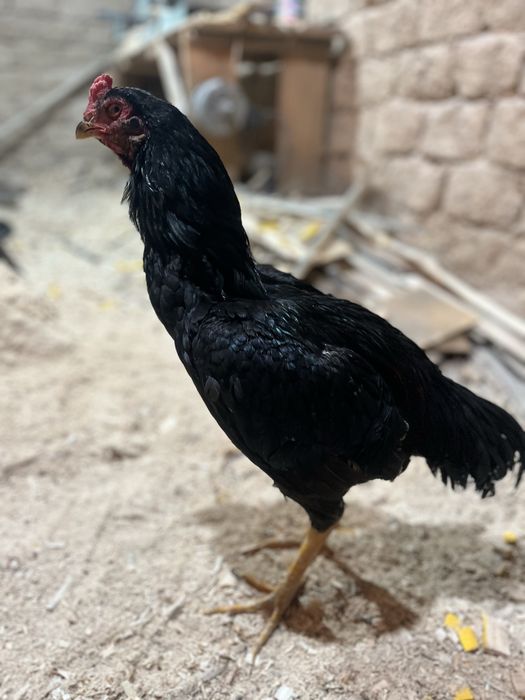 дакан қораз сатылады