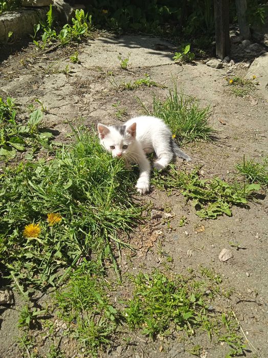 Котята нуждаются в доме