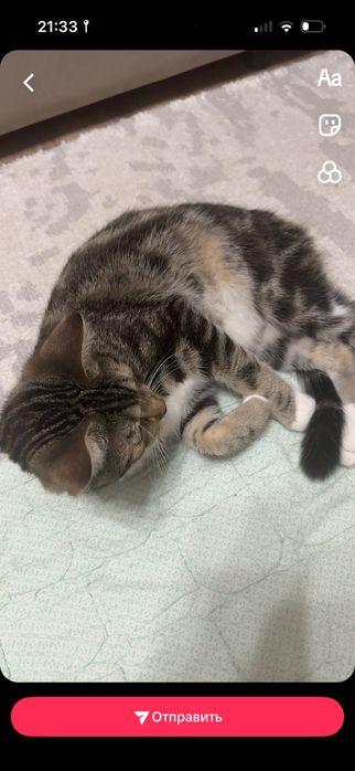 Отдам котенка в хорошие руки