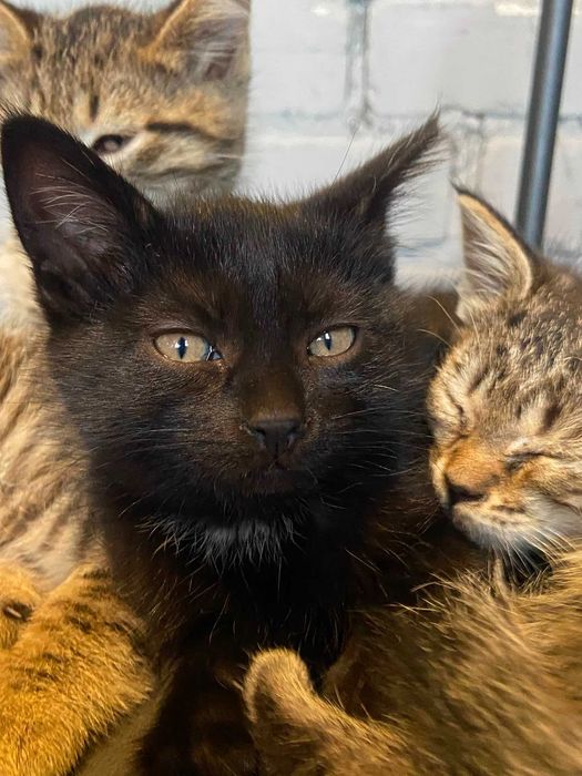 Отдам котят в добрые руки