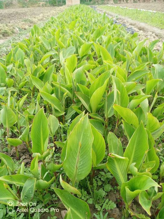 Kan Gul – Кан Гул  Сотилади , To‘g‘ridan-to‘g‘ri Dehqondan Oling!