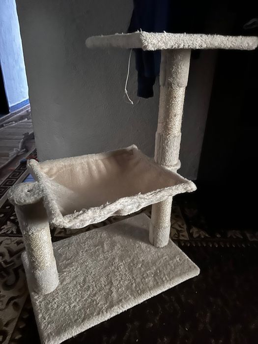 Pisică de cca 7 luni