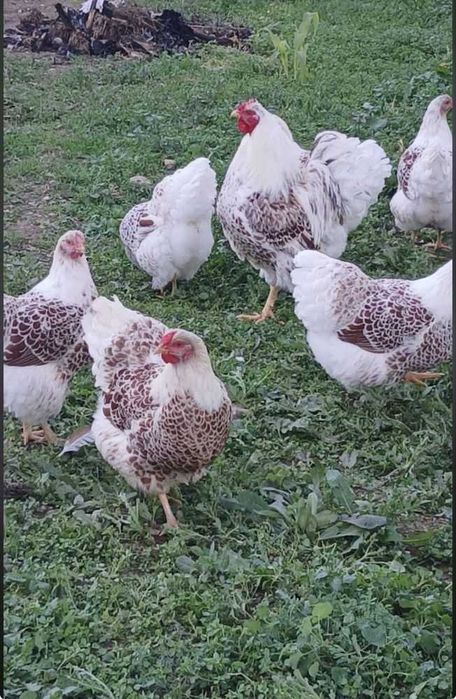 Wyandotte Splash pui (alb-rosu) 10 buc