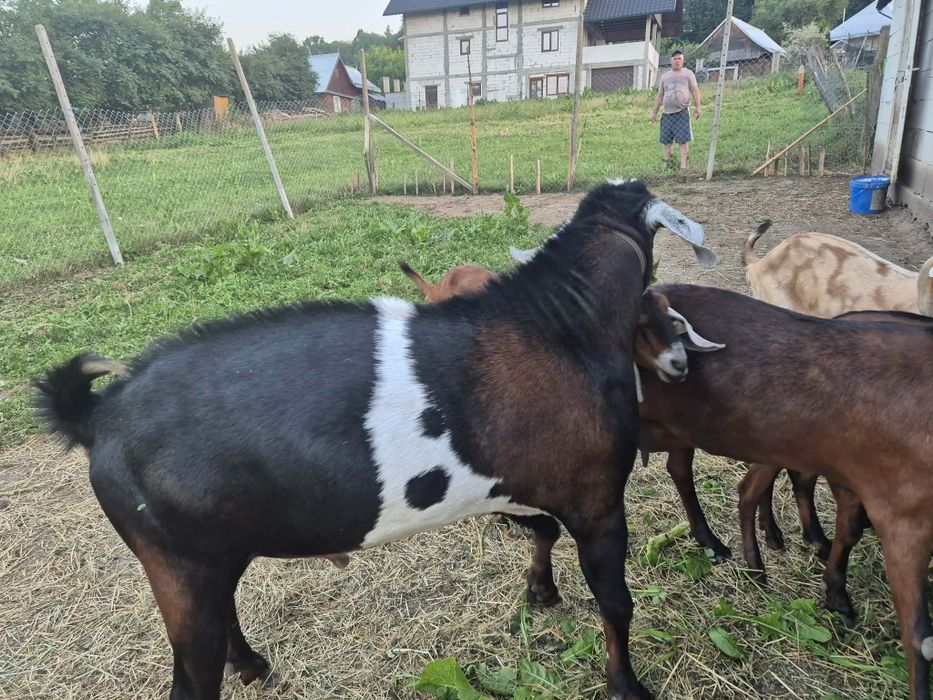 Țap anglonubian de 2 ani jumatate