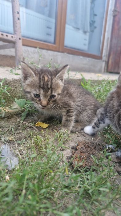 Pisicuți spre adopție