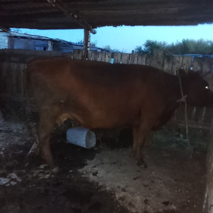 Продам коровы, телёнки