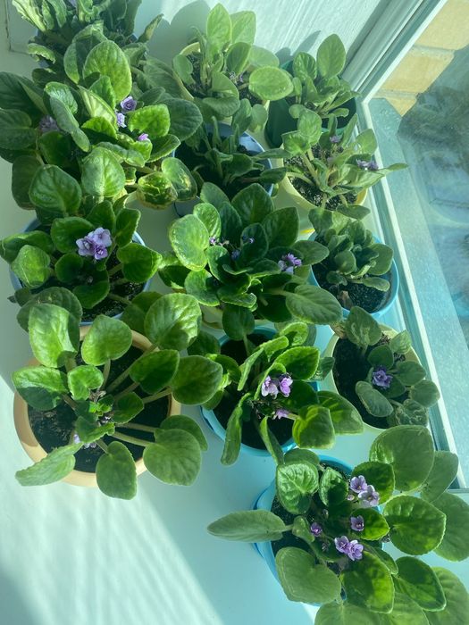 Продам комнатные цветы