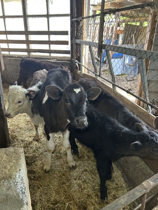 Бузау теленок телята бұзау тана сиыр баспак қашар