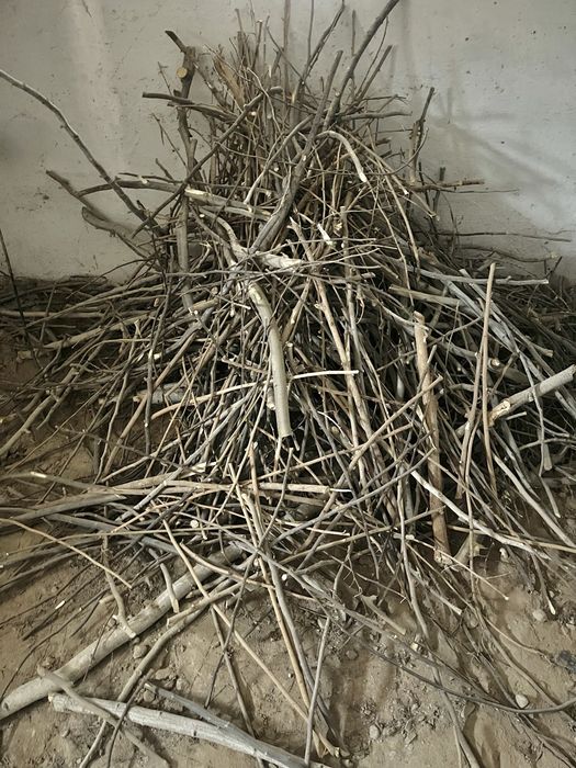Utin sotiladi 1 moshinadan kup, Terak daraxtiniki