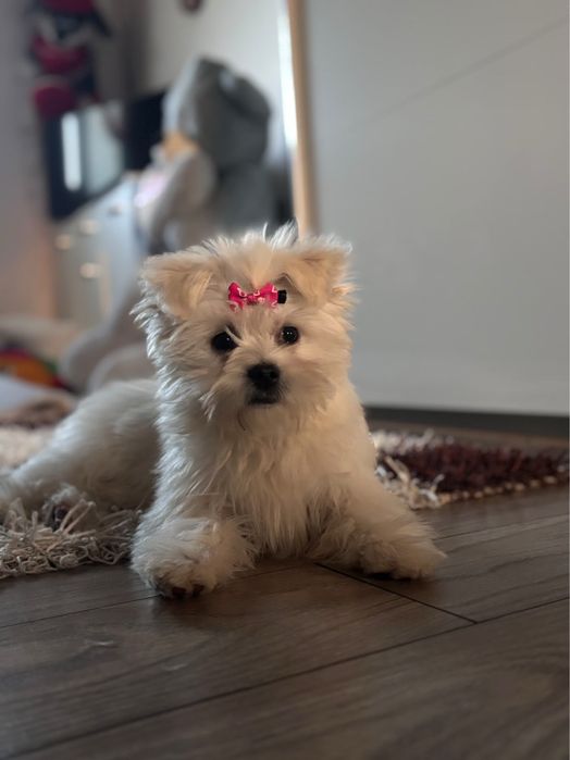 Vând  câine bichon