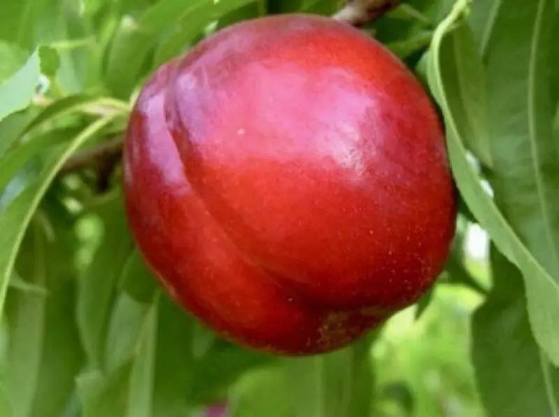 Нок шафтол олма гилос бих ёонгок кучатлар бор