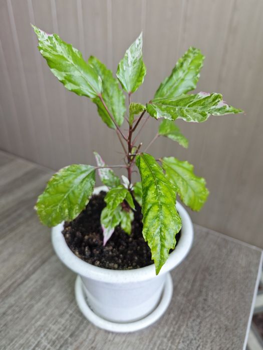 Комнатные цветы разные от 1500