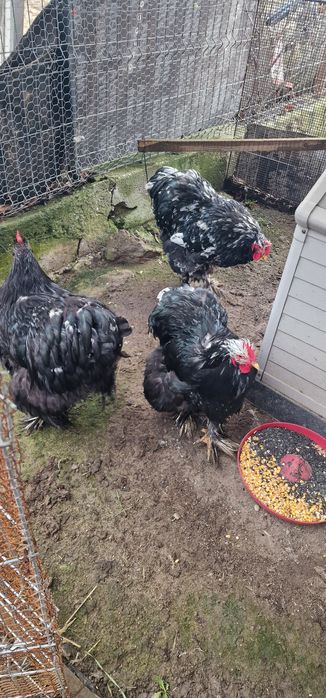 Vand cocosi cochinchina bobat urias