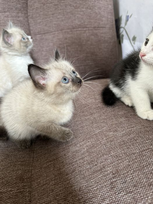породистые котята сиямскик