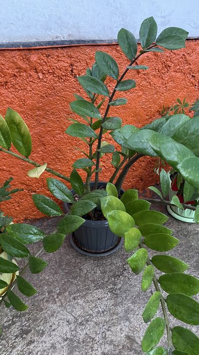 Гүлдер сатылады