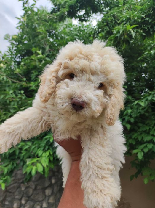 Lagotto Romanolio